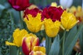 Beautiful colorful red and yellow tulips background. Field of spring flowers. Flower bed tulips in Danang, Vietnam Royalty Free Stock Photo