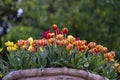 Beautiful colorful red and yellow tulips background. Field of spring flowers. Flower bed tulips in Danang, Vietnam Royalty Free Stock Photo