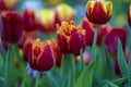 Beautiful colorful red and yellow tulips background. Field of spring flowers. Flower bed tulips in Danang, Vietnam Royalty Free Stock Photo