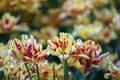 Beautiful colorful red and yellow tulips background. Field of spring flowers. Flower bed tulips in Danang, Vietnam Royalty Free Stock Photo