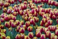 Beautiful colorful red and yellow tulips background. Field of spring flowers. Flower bed tulips in Danang, Vietnam Royalty Free Stock Photo