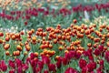 Beautiful colorful red and yellow tulips background. Field of spring flowers. Flower bed tulips in Danang, Vietnam Royalty Free Stock Photo