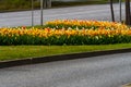 Beautiful colorful red, yellow, white tulips. A flower bed of tulips as a decoration of the city Royalty Free Stock Photo