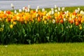 Beautiful colorful red, yellow, white tulips. A flower bed of tulips as a decoration of the city Royalty Free Stock Photo