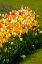 Beautiful colorful red, yellow, white tulips. A flower bed of tulips as a decoration of the city Royalty Free Stock Photo