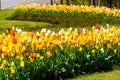 Beautiful colorful red, yellow, white tulips. A flower bed of tulips as a decoration of the city Royalty Free Stock Photo