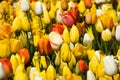 Beautiful colorful red, yellow, white tulips. A flower bed of tulips as a decoration of the city Royalty Free Stock Photo