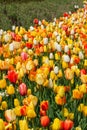 Beautiful colorful red, yellow, white tulips. A flower bed of tulips as a decoration of the city Royalty Free Stock Photo