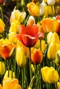 Beautiful colorful red, yellow, white tulips. A flower bed of tulips as a decoration of the city Royalty Free Stock Photo
