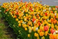 Beautiful colorful red, yellow, white tulips. A flower bed of tulips as a decoration of the city Royalty Free Stock Photo