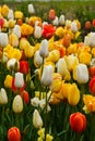 Beautiful colorful red, yellow, white tulips. A flower bed of tulips as a decoration of the city Royalty Free Stock Photo