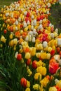 Beautiful colorful red, yellow, white tulips. A flower bed of tulips as a decoration of the city Royalty Free Stock Photo