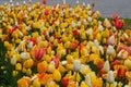 Beautiful colorful red, yellow, white tulips. A flower bed of tulips as a decoration of the city Royalty Free Stock Photo