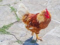 Beautiful colorful rooster on the background of day tiles