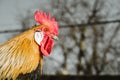 Beautiful and colorful Rooster Phoenix chicken in the garden. Rooster with red comb