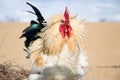 Beautiful colorful rooster shows his dominance Royalty Free Stock Photo