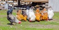 Beautiful and colorful roosters and hens are pecking grain in the courtyard of a farm house on a green lawn. Siberian village,