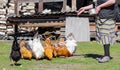 Beautiful and colorful roosters and hens pecking grain which a woman`s hand pours in the courtyard of a farm house. Siberian