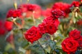 Beautiful colorful Roses with water drops on them