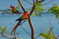 A Beautiful and Colorful Scarlet Macaw Perched on a Tree Branch Royalty Free Stock Photo