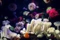 Beautiful colorful sea anemones, several different types of warm colors Royalty Free Stock Photo