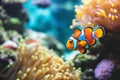 Beautiful colorful sea fish live in an aquarium among various algae and corals. Rare fish s Red Amphiprion Clown fish