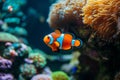 Beautiful colorful sea fish live in an aquarium among various algae and corals. Rare fish s Red Amphiprion Clown fish