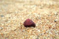 Beautiful colorful seashell on beach sand. Red, black and white seashell on yellow sand. Beach crab shell on sand background