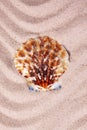 Beautiful colorful seashell on wavy sand background. Close-up