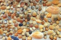 Beautiful colorful seashells collected on the coast of Black Sea