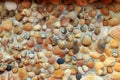 Beautiful colorful seashells collected on the coast of Black Sea