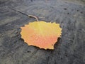 Beautiful colorful single autumn leaf covered with raindrops Royalty Free Stock Photo