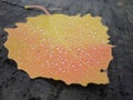 Beautiful colorful single autumn leaf covered with raindrops Royalty Free Stock Photo