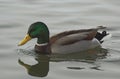 Colorful single drake bird floating on gray water