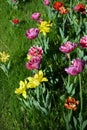 Beautiful colorful solid yellow, red, purple, cran-black, red-yellow, pink-white, purple-white blooming tulips. Royalty Free Stock Photo