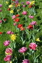 Beautiful colorful solid yellow, red, purple, cran-black, red-yellow, pink-white, purple-white blooming tulips. Royalty Free Stock Photo