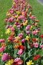 Beautiful colorful solid yellow, red, purple, cran-black, red-yellow, pink-white, purple-white blooming tulips. Royalty Free Stock Photo