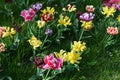 Beautiful colorful solid yellow, red, purple, cran-black, red-yellow, pink-white, purple-white blooming tulips. Royalty Free Stock Photo