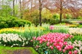 Beautiful colorful spring flowers in park, blooming tulips and hyacinth in Netherlands Royalty Free Stock Photo