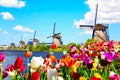 Beautiful colorful spring landscape in Netherlands, Europe. Famous windmills in Kinderdijk village with tulips flowers flowerbed Royalty Free Stock Photo