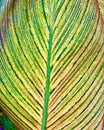 Cannas canna lily colorful leaf