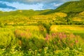 Beautiful colorful summer fields Rhodope mountain Bulgaria Royalty Free Stock Photo