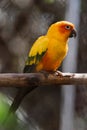 Beautiful colorful Sun Conure parrot bird Royalty Free Stock Photo