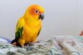 Beautiful colorful Sun Conure parrots or Aratinga solstitialis looking Royalty Free Stock Photo