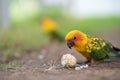 Beautiful colorful Sun Conure parrots eating on a floor