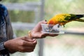 Beautiful colorful Sun Conure parrots eating on a hand Royalty Free Stock Photo