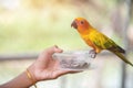 Beautiful colorful Sun Conure parrots eating on a hand Royalty Free Stock Photo