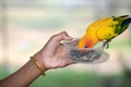 Beautiful colorful Sun Conure parrots eating on a hand Royalty Free Stock Photo