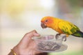 Beautiful colorful Sun Conure parrots eating on a hand Royalty Free Stock Photo