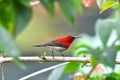 So Cute Sunbird. Royalty Free Stock Photo